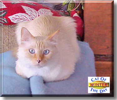 Winter, the Cat of the Day