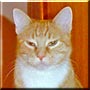 Amber