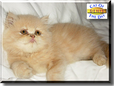 Denis, the Cat of the Day