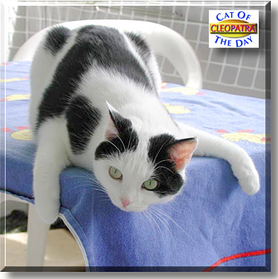 Cleopatra, the Cat of the Day