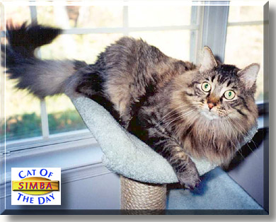 Simba, the Cat of the Day