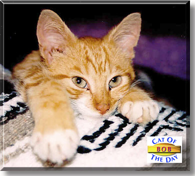 Bob, the Cat of the Day