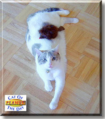 Peanut, the Cat of the Day