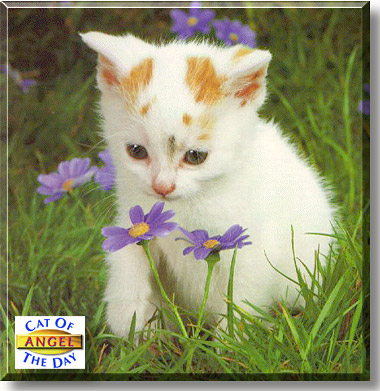 Angel, the Cat of the Day