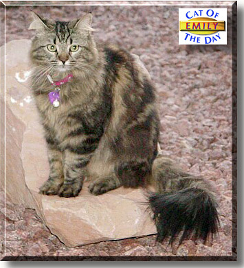 Emily Louise, the Cat of the Day
