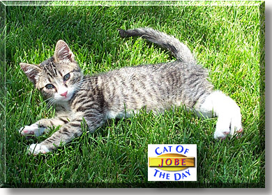 Jobe, the Cat of the Day