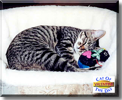 Valentine, the Cat of the Day