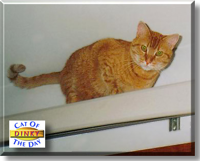 Dinky, the Cat of the Day