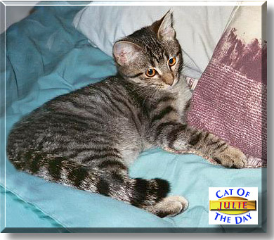 Julie, the Cat of the Day