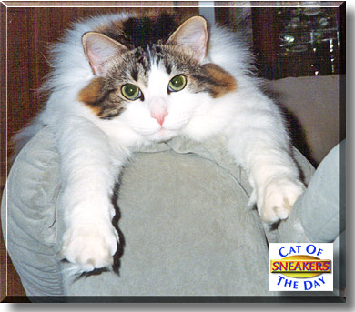 Sneakers, the Cat of the Day