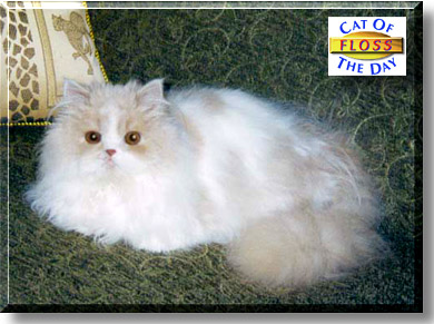 Floss, the Cat of the Day