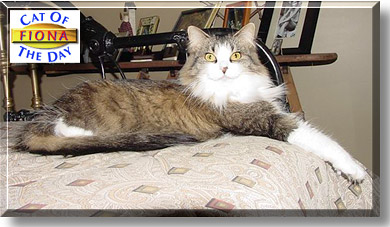 Fiona, the Cat of the Day