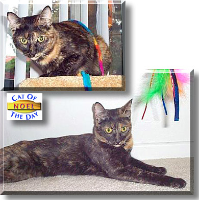 Noel, the Cat of the Day