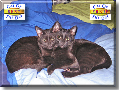Bert, Ernie, the Cat of the Day