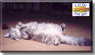 Sophie, the Cat of the Day