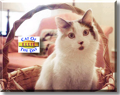 Ellie, the Cat of the Day