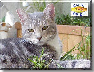 Tag, the Cat of the Day
