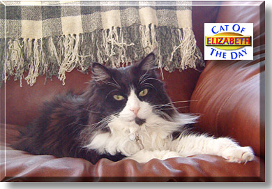 Elizabeth, the Cat of the Day