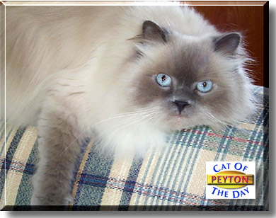 Peyton, the Cat of the Day
