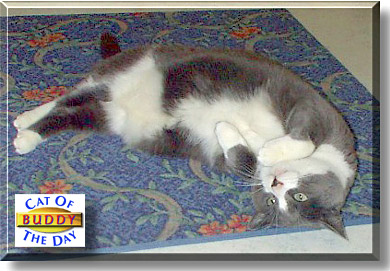Buddy, the Cat of the Day