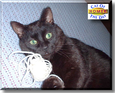 Homer, the Cat of the Day