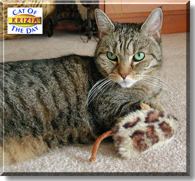 Krizia, the Cat of the Day