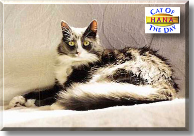Hana, the Cat of the Day