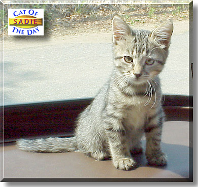 Sadie, the Cat of the Day