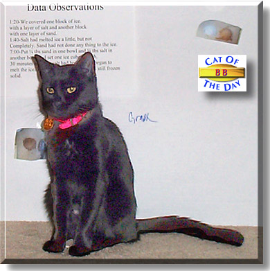 BB, the Cat of the Day