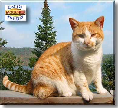 Moochus, the Cat of the Day