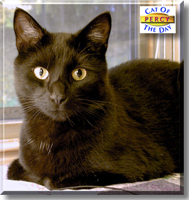 Percy, the Cat of the Day