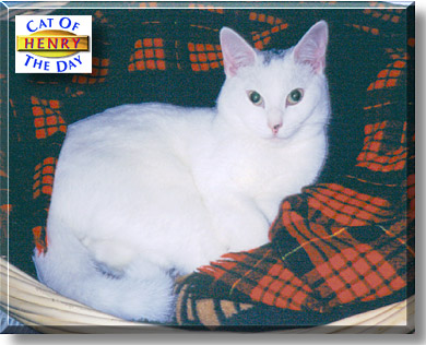 Henry Kelsey, the Cat of the Day