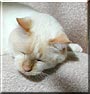 Casper