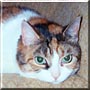 Sheba