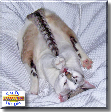 Samantha, the Cat of the Day