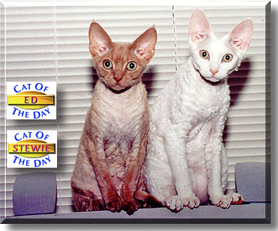Ed and Stewie, the Cat of the Day