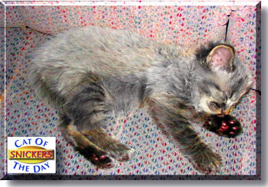 Snickers, the Cat of the Day