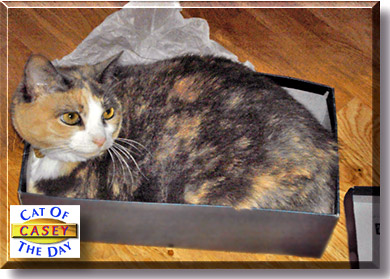Casey, the Cat of the Day