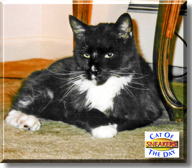 Sneakers, the Cat of the Day