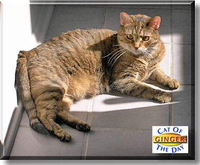 Ginger, the Cat of the Day