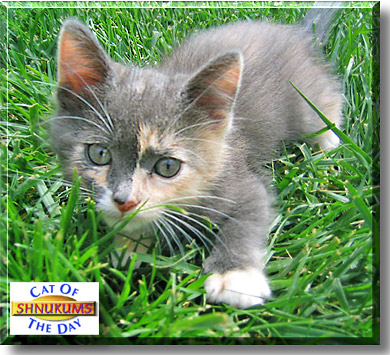 Shnukums, the Cat of the Day