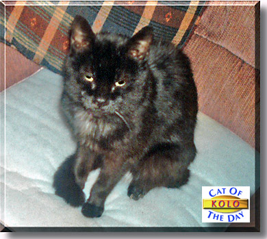 Kolo, the Cat of the Day