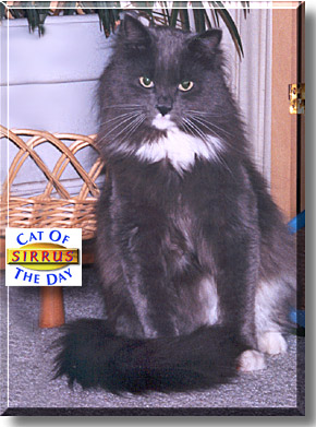 Sirrus, the Cat of the Day