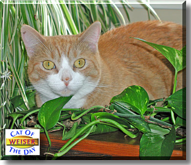 Weiser, the Cat of the Day