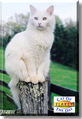 Flakey, the Cat of the Day