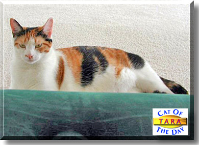 Tara, the Cat of the Day