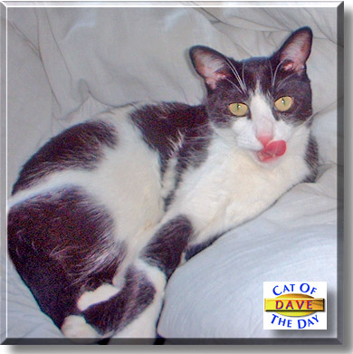 Dave, the Cat of the Day