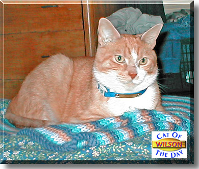 Wilson, the Cat of the Day