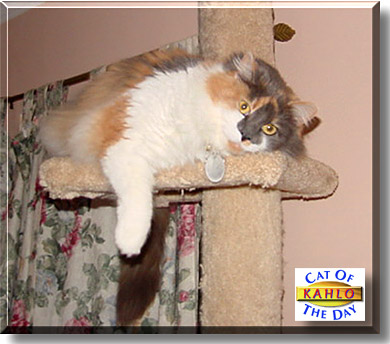 Kahlo, the Cat of the Day