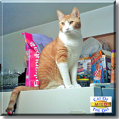Milo, the Cat of the Day